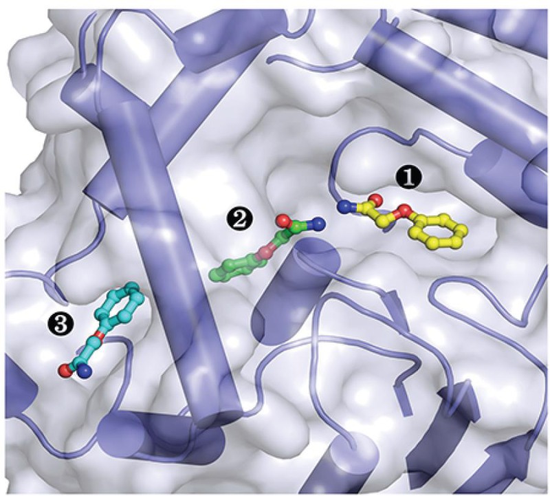 图片说明:底物类似物与环氧水解酶结合位置示意图
